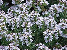 Annexe 290px-Thymus_vulgaris_-_Köhler–s_Medizinal-Pflanzen-271.jpg