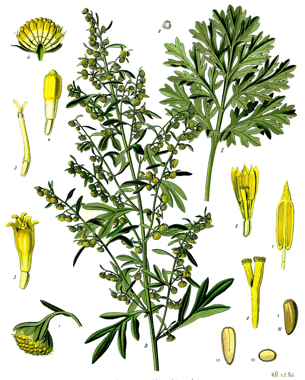 Annexe A. absintium.jpg