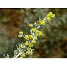 Annexe flor A. absintium (1).jpg