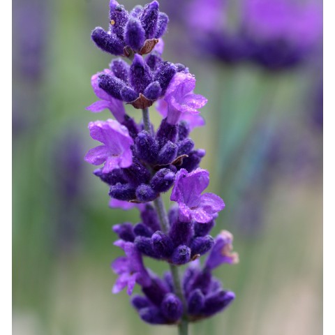 Annexe lavandula-angustifolia-hidcote-vraie-lavande.jpg