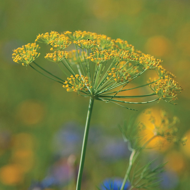 Annexe plantes_0038_Fenouil.jpg