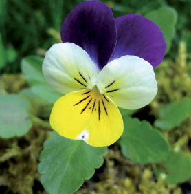 Annexe Capture d’écran 2020-04-09 à 16.56.54.png