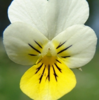 Annexe Capture d’écran 2020-04-09 à 16.57.13.png