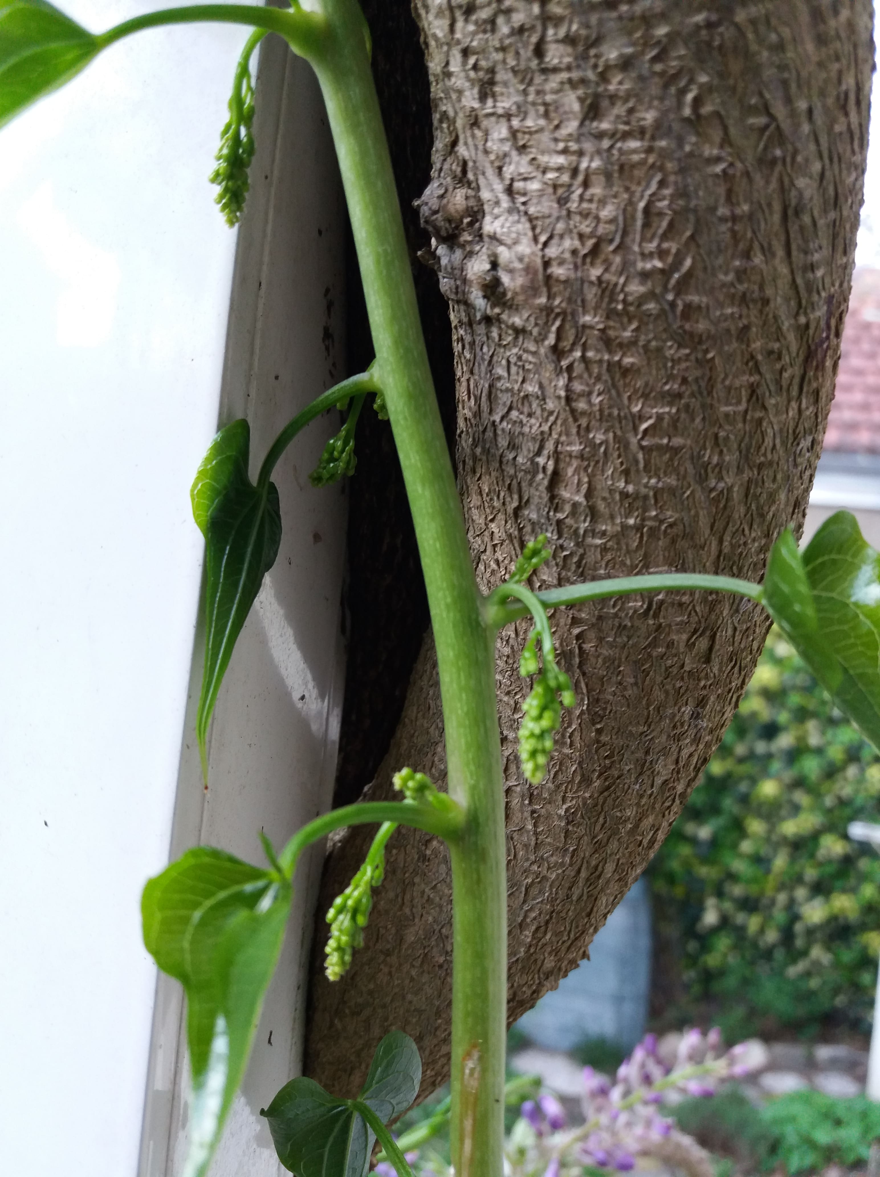 Annexe tamier fleurs femelles en préparation-min.jpg