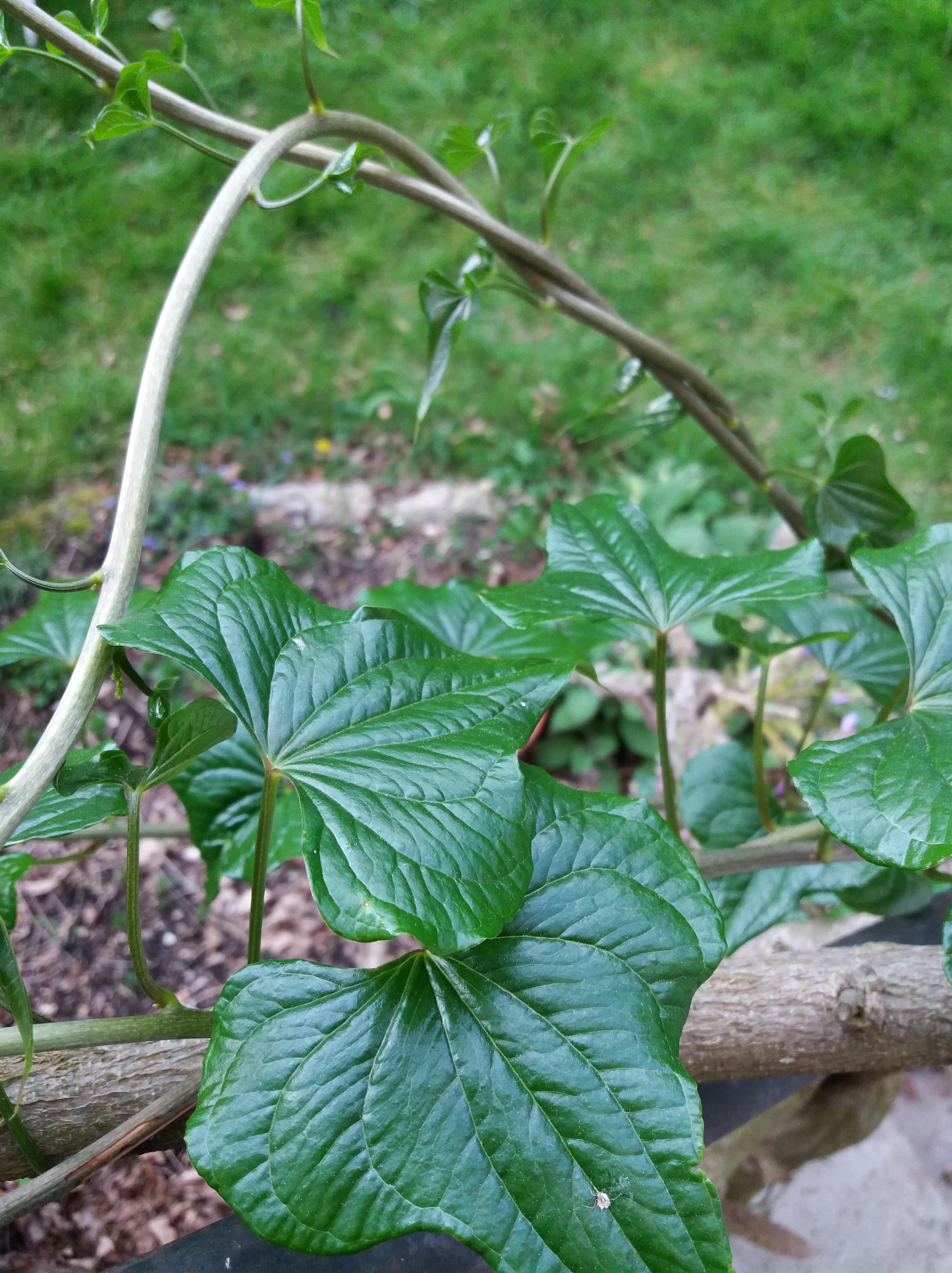 Annexe tamier, la feuille-min.jpg