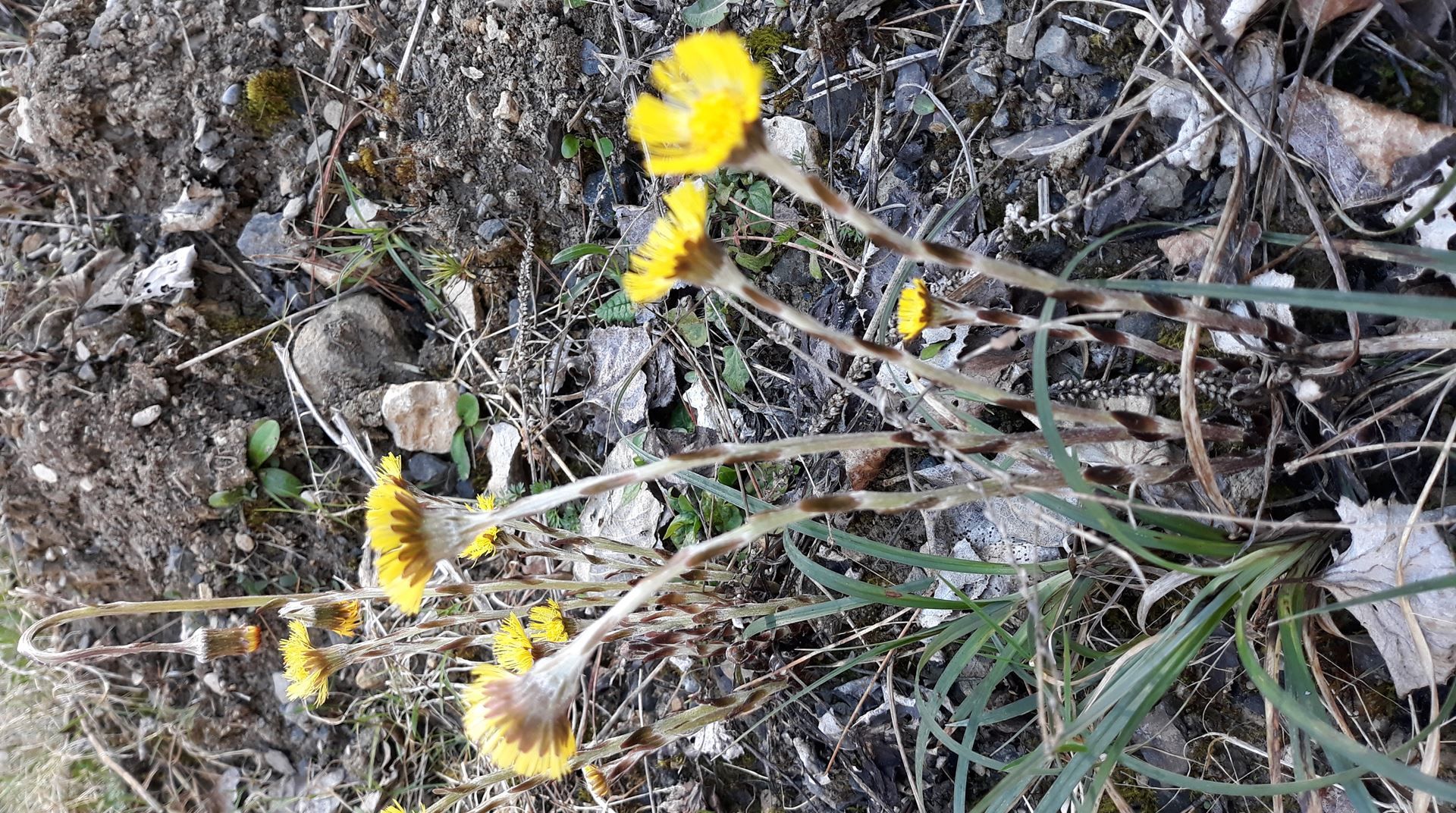 Annexe Tussilage.jpg