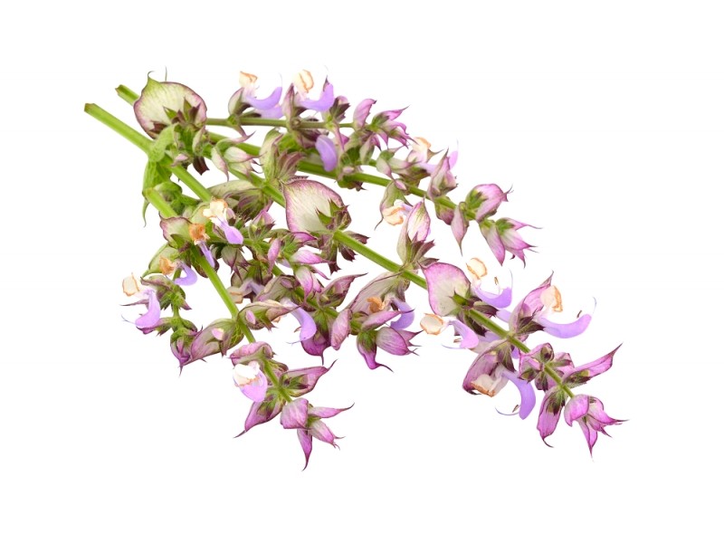 Annexe huile-essentielle-sauge-sclaree-bio-10-ml-terraia_14910-2.jpg