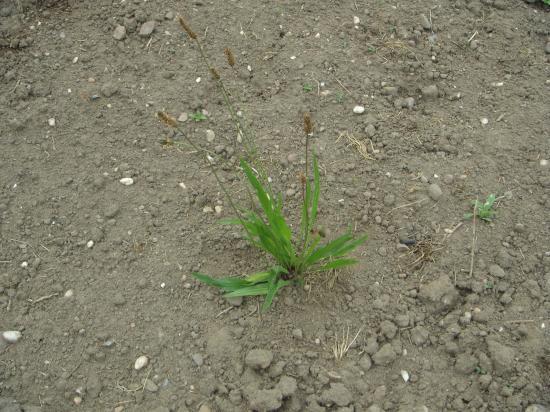 Annexe plantain lancéolé.jpg