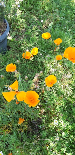 Annexe 20200410_163638 (311x640).jpg