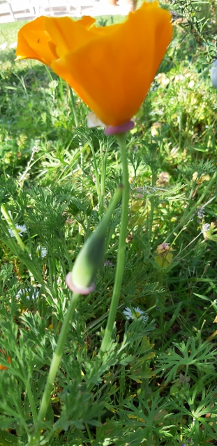 Annexe 20200410_164608 (311x640).jpg