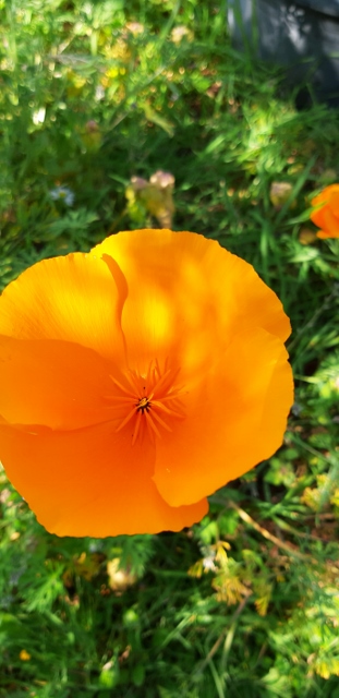 Annexe 20200410_164617 (311x640).jpg