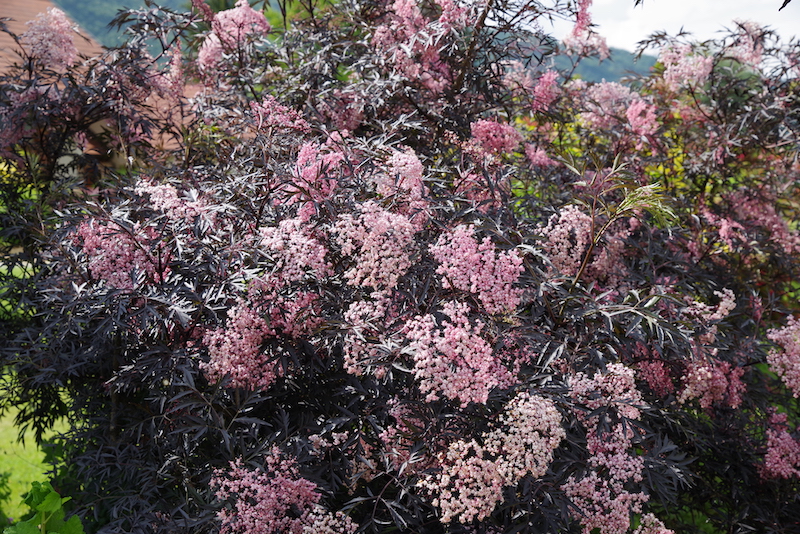 Annexe Sureau_noir_2018.jpg