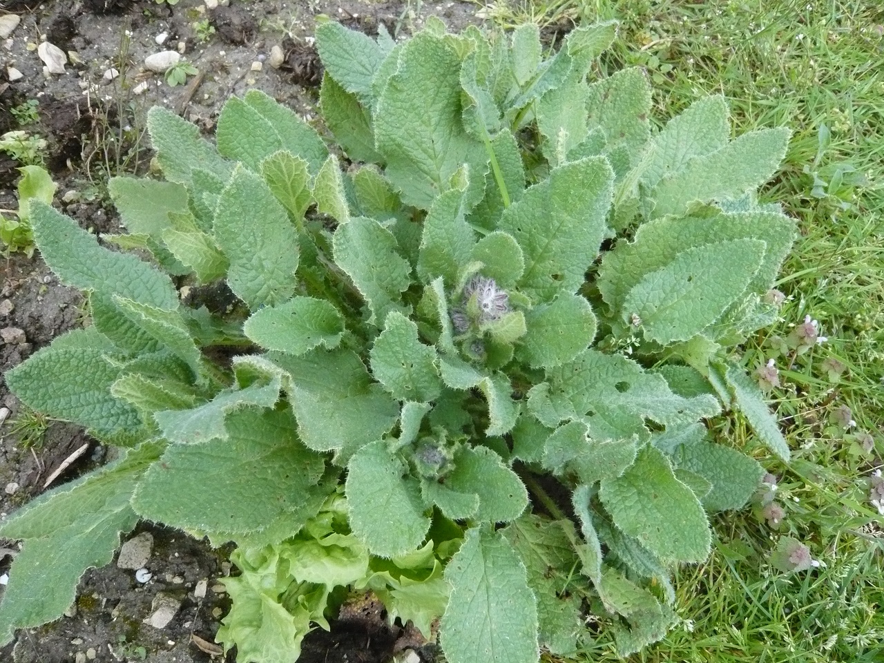 Annexe Borago-officinalis-20140323-pichotte-08-reduit.jpg