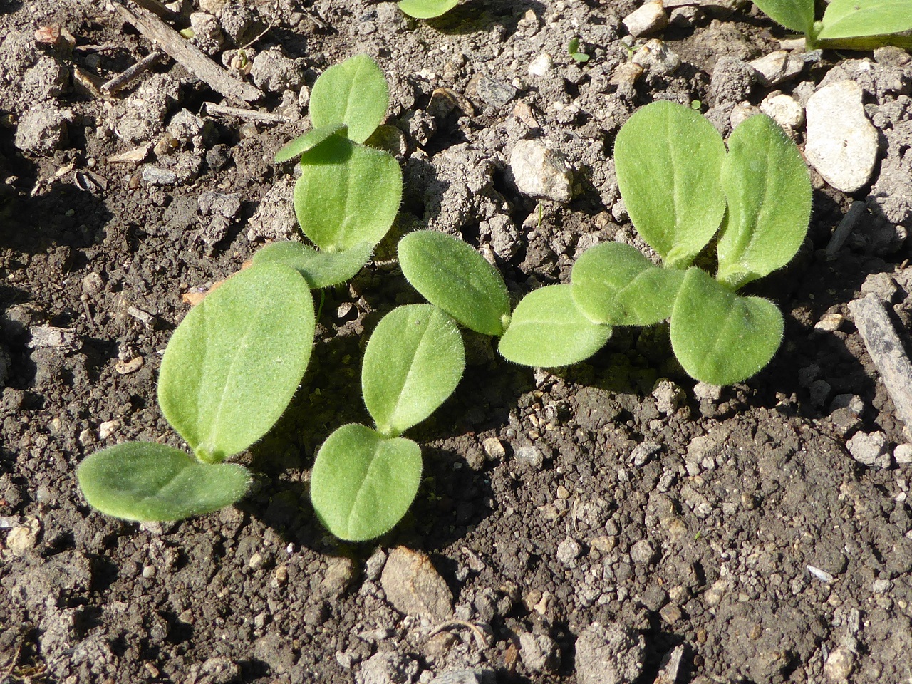 Annexe Borago-officinalis-20150830-Pichotte-7-reduit.jpg