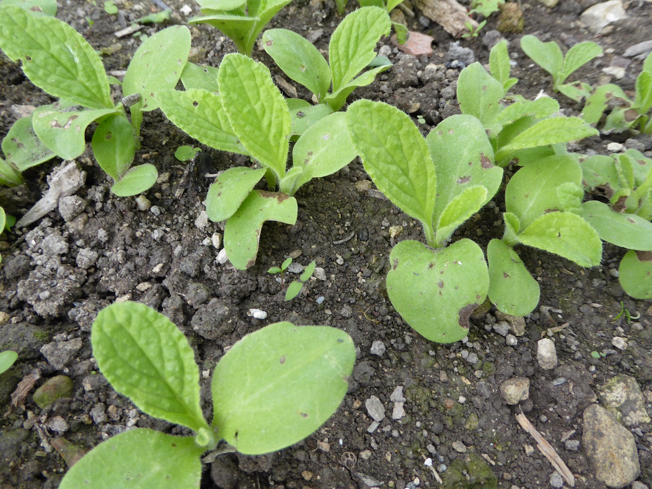 Annexe Borago-officinalis-20150905-Pichotte-01-reduit.jpg
