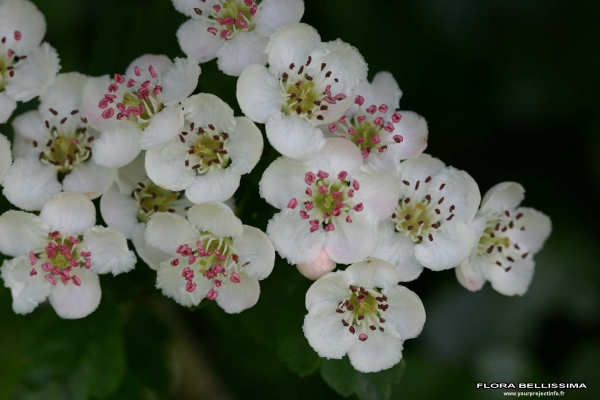 Annexe img 000170522L.jpg