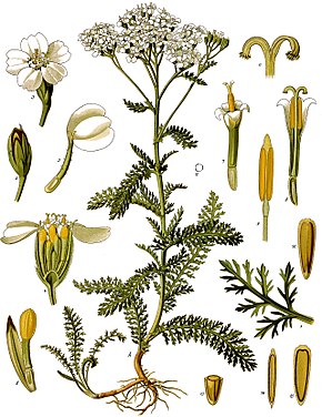 Annexe 290px-Achillea_millefolium_-_Köhler–s_Medizinal-Pflanzen-149.jpg