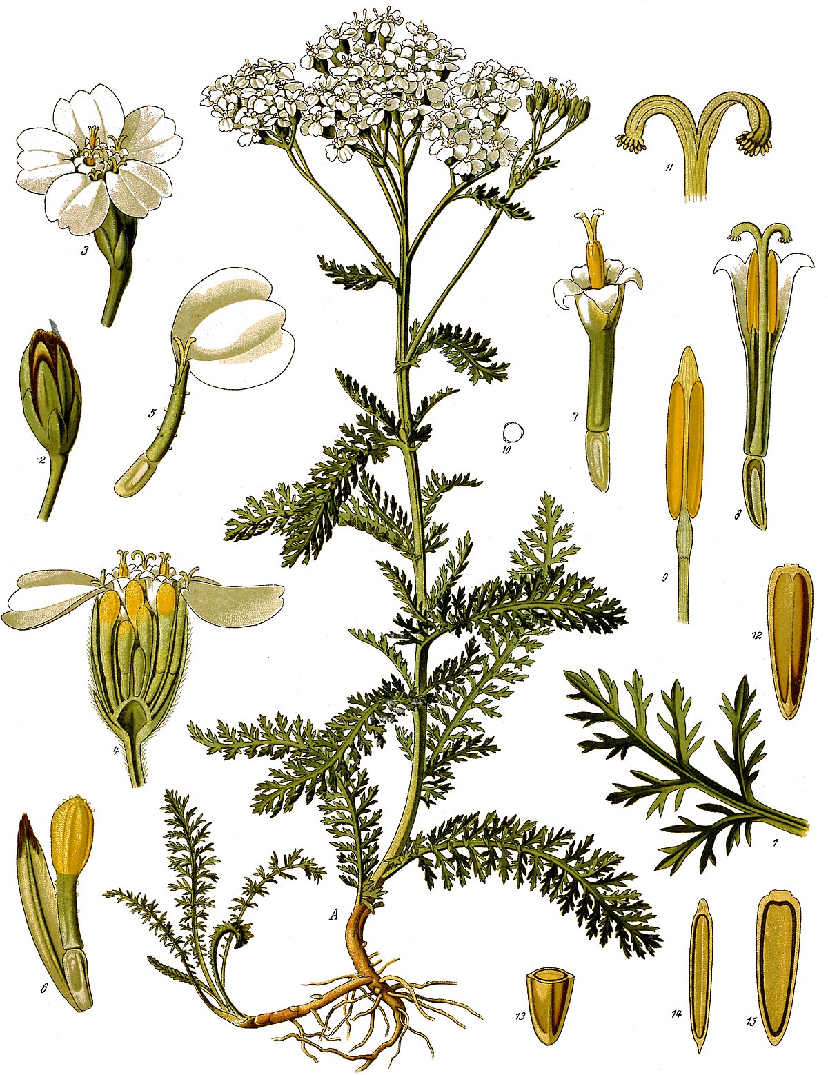 Annexe Achillea millefolium .jpg