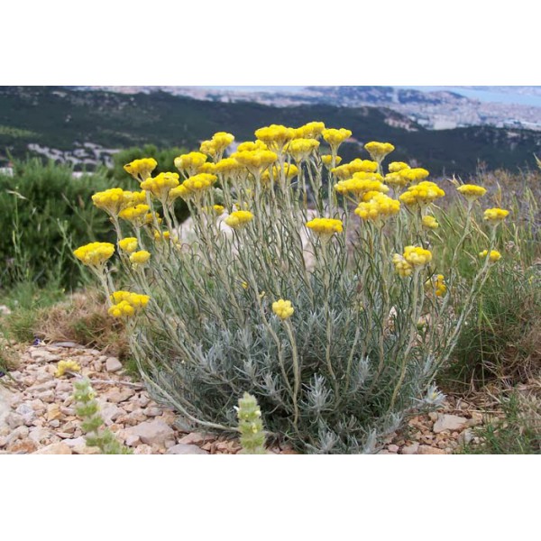 Annexe Helichryse.jpg