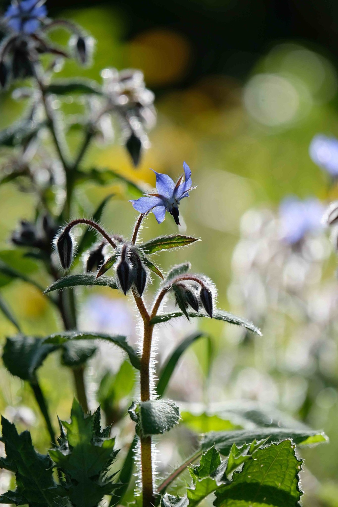 Annexe 87326356_10217399447350642_714398579111755776_o.jpg