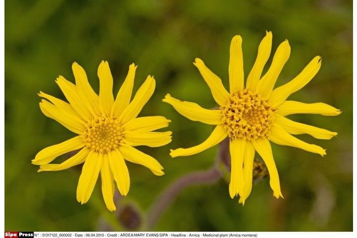 Annexe arnica-montana.jpg