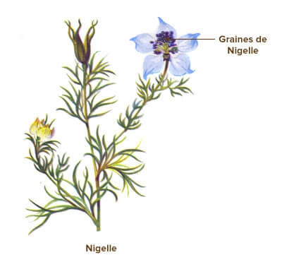 Annexe illustration-nigelle.jpg