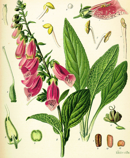 Annexe digitale purpurea.png