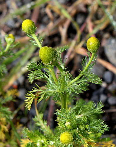 Annexe Camomille discoïde zoom.jpg
