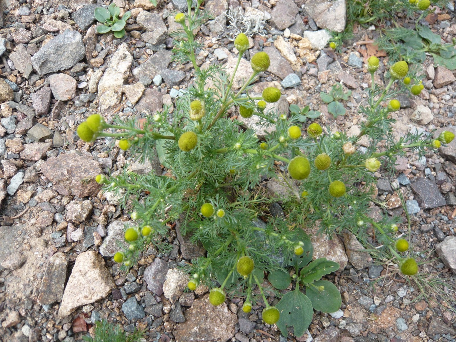 Annexe Camomille discoïde.jpg