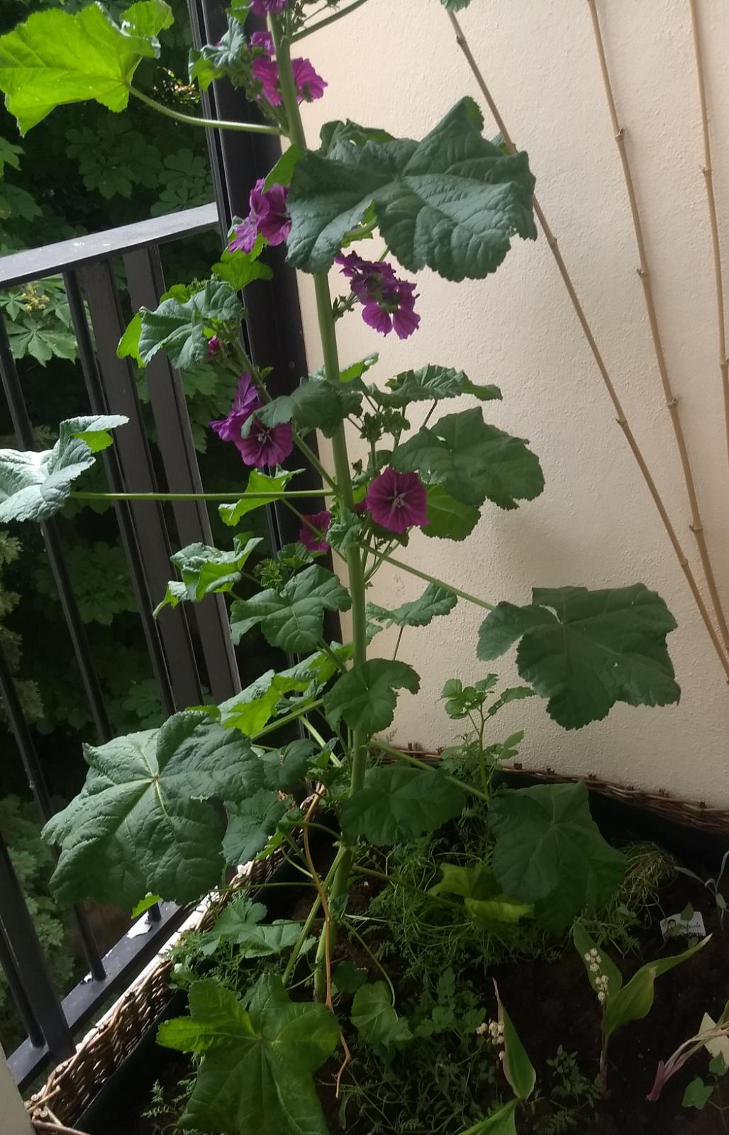 Annexe WhatsApp Image 2020-04-12 at 18.47.13.jpeg