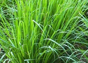 Annexe citronnelle.jpeg