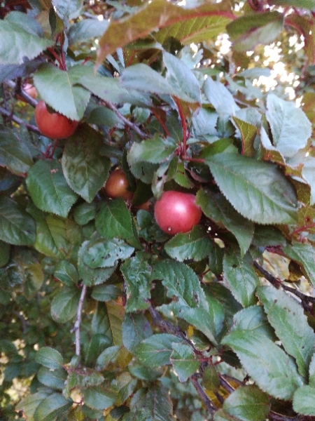 Annexe Gaulthérie.jpg