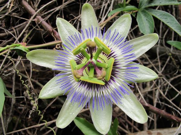Annexe Passiflora caerulea L..jpg
