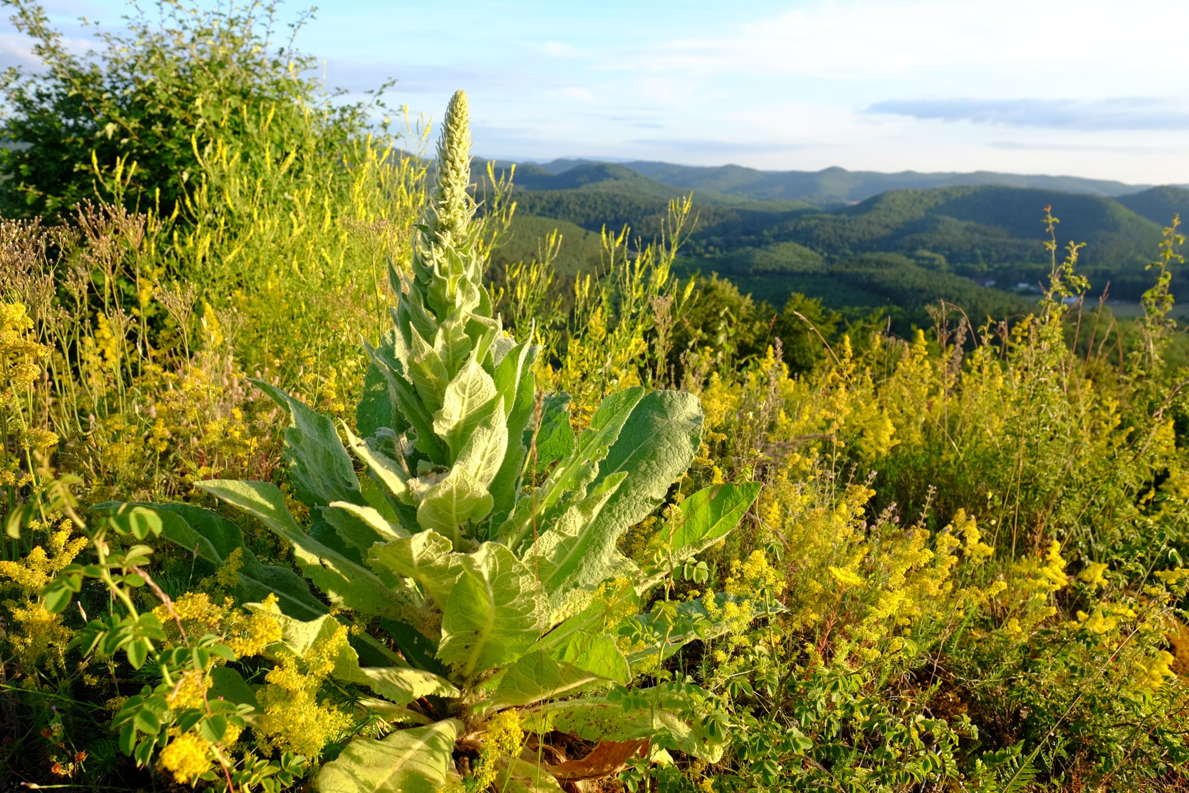 Annexe DSCF6672.jpeg