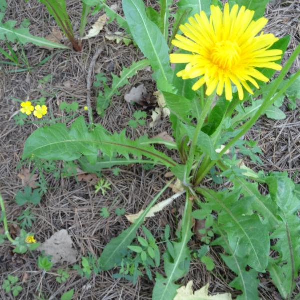 Annexe pissenlit.jpg