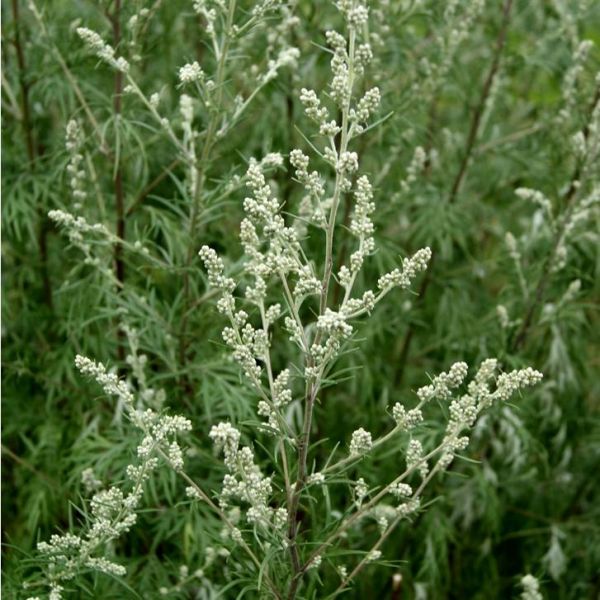 Annexe armoise-commune-digestion-troubles-feminins-teinture-mere-artemisia-vulgaris-50-ml-herbiolys.jpg