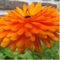 Annexe Calendula.JPG