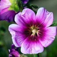 Annexe i59258-mauve.jpg