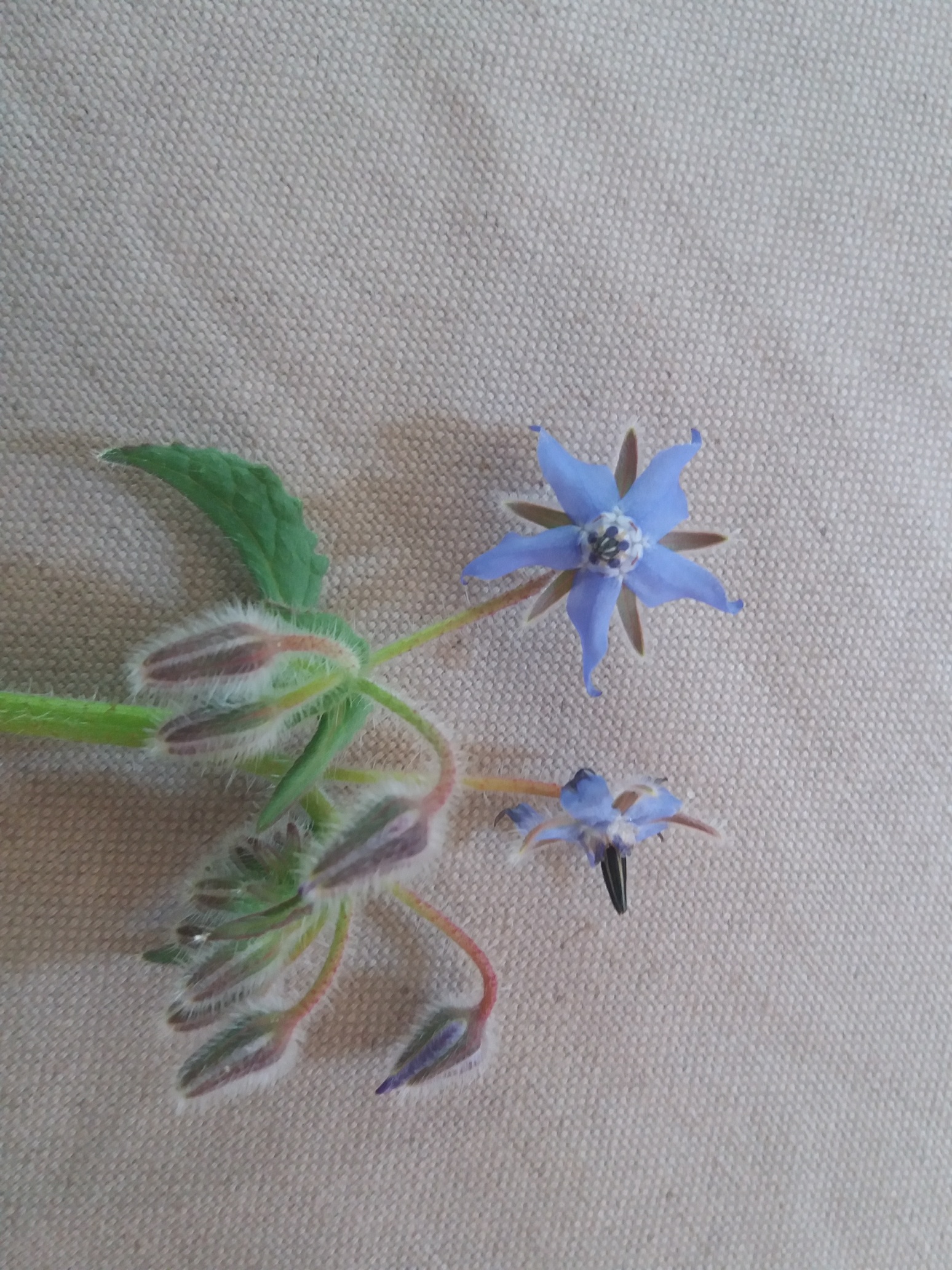 Annexe bourracheavril20.jpg