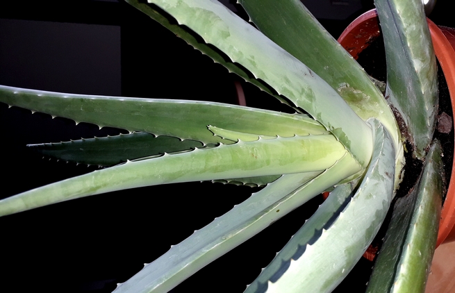 Annexe 20200413_173037.jpg