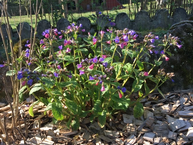 Annexe C7423461-5456-40A4-99CD-BBF7C63ABDC3.jpeg