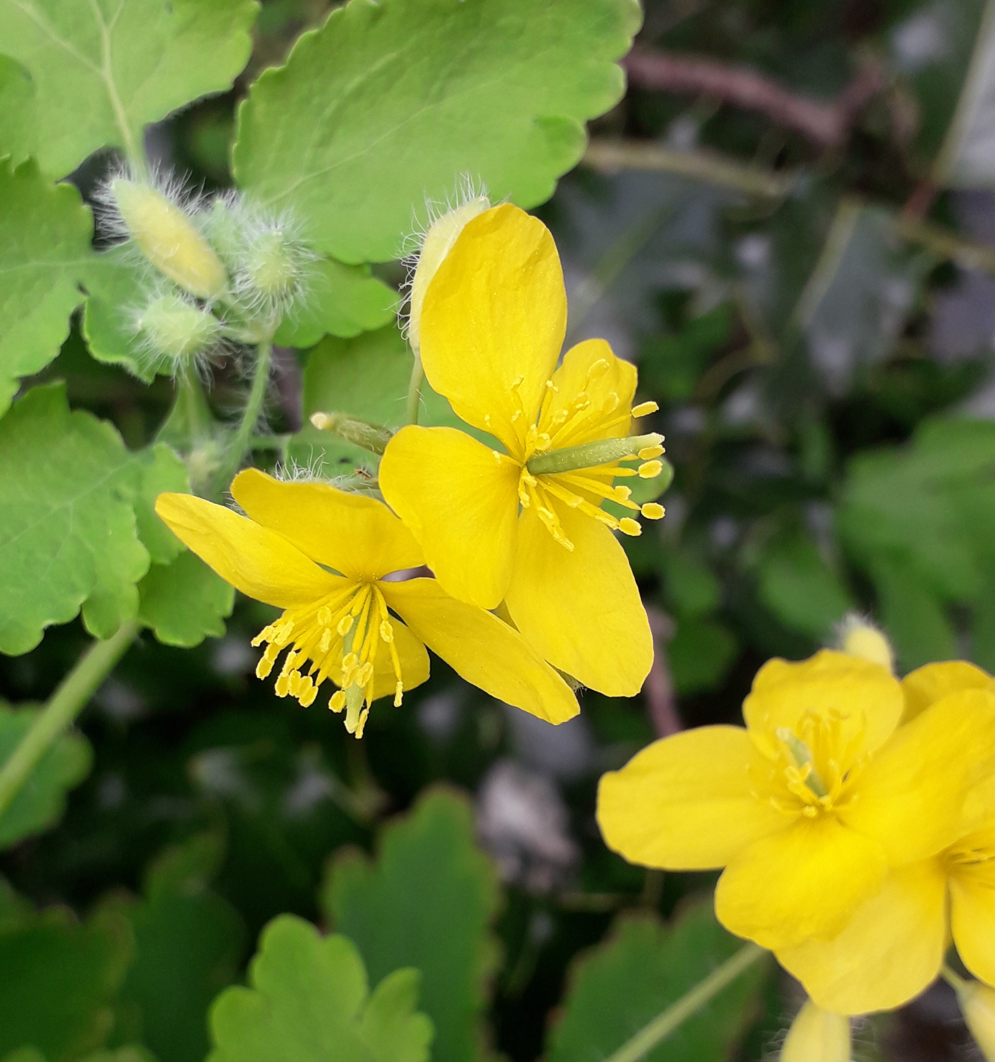 Annexe Chélidoine 1.jpg