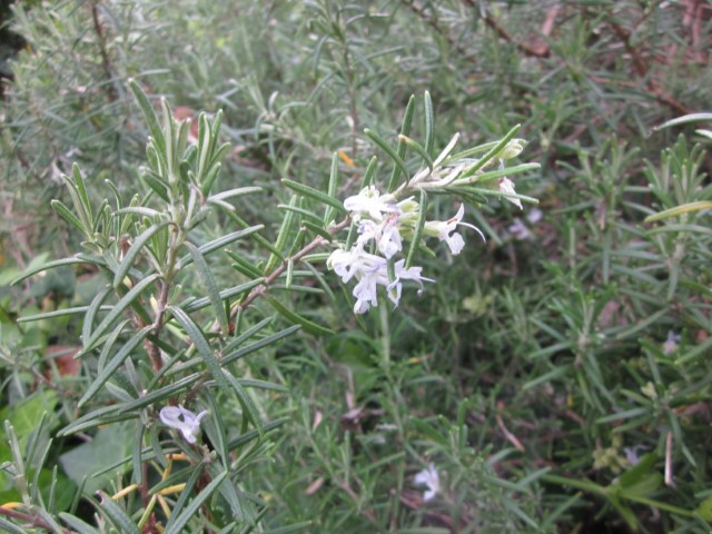 Annexe romarin (Small).JPG