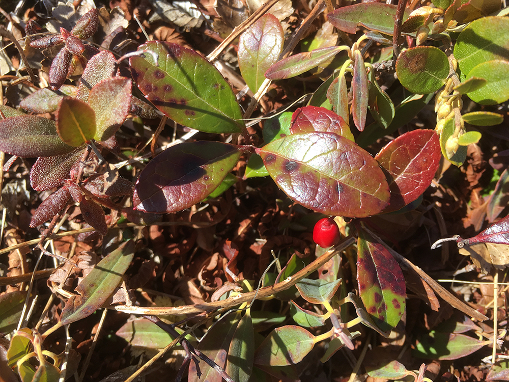 Annexe gaultherie.jpg