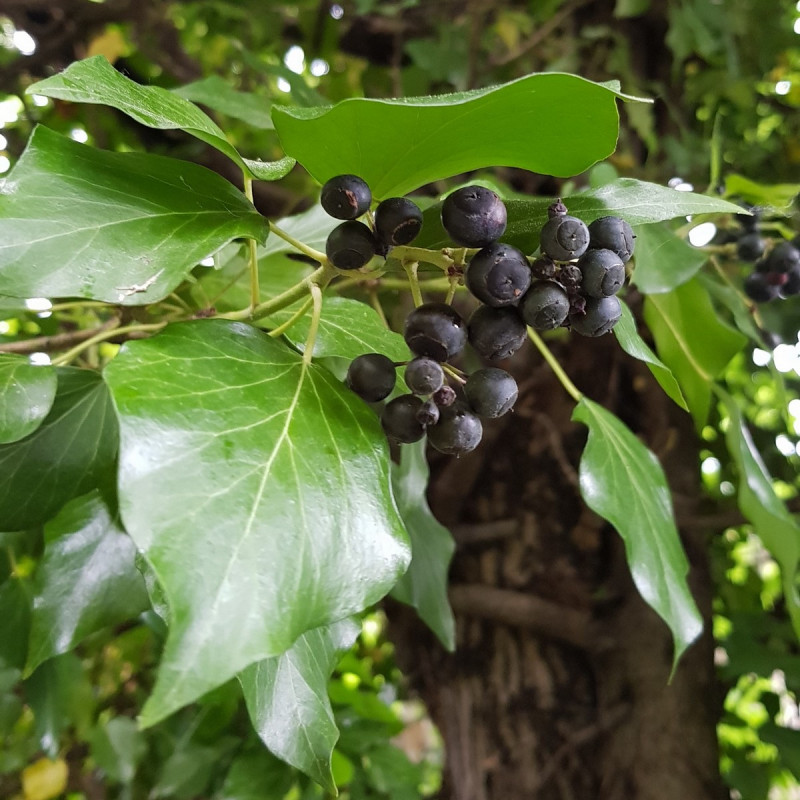 Annexe hedera-helix.jpg