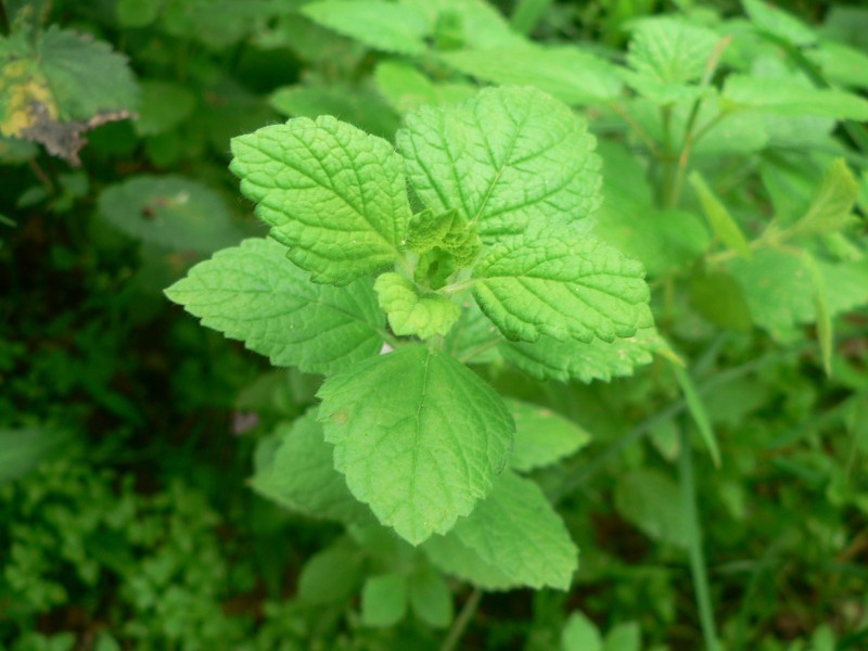 Annexe img000022909O.jpg