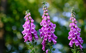 Annexe didgitale.jpg