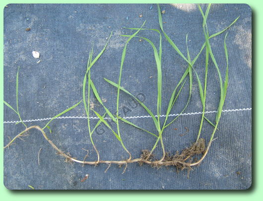 Annexe chiendent6.jpg