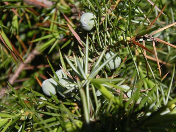 Annexe img 001397039L.jpg