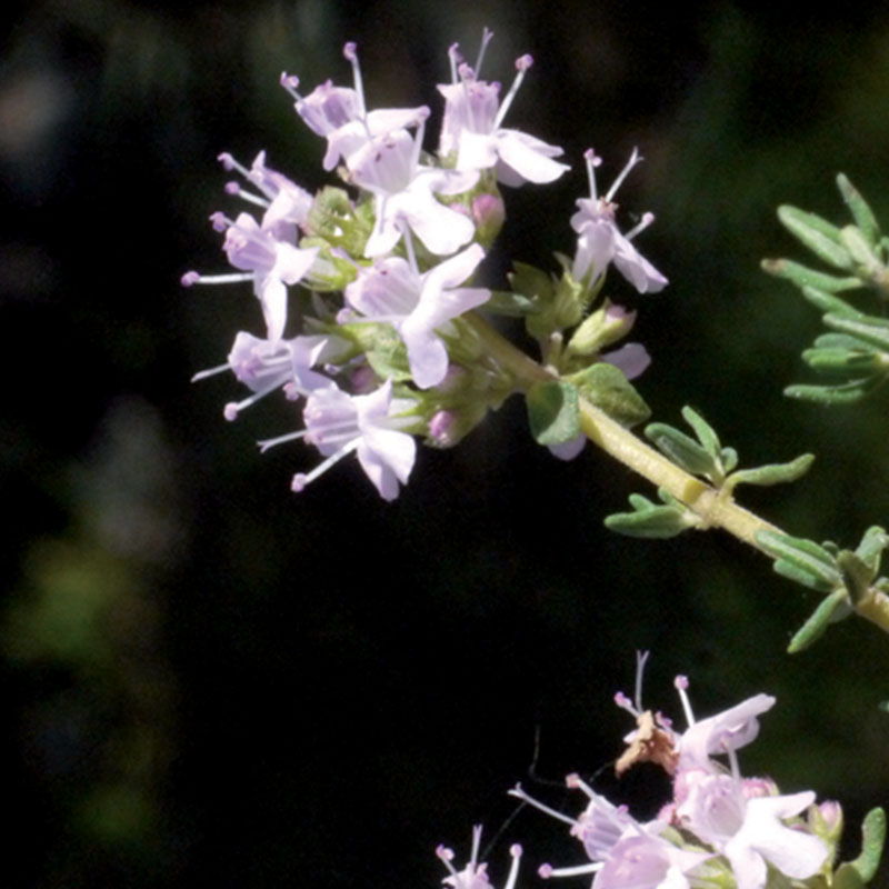 Annexe plantes_0004_Thym-commun.jpg